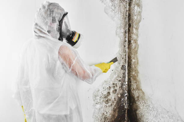 Best Attic Mold Remediation in Pottsville, PA