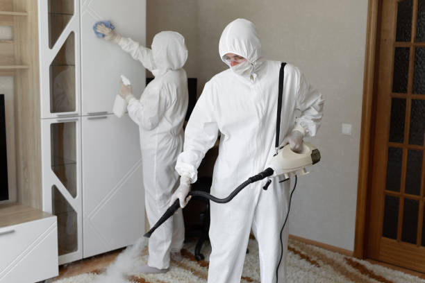 Best Basement Mold Remediation in Pottsville, PA