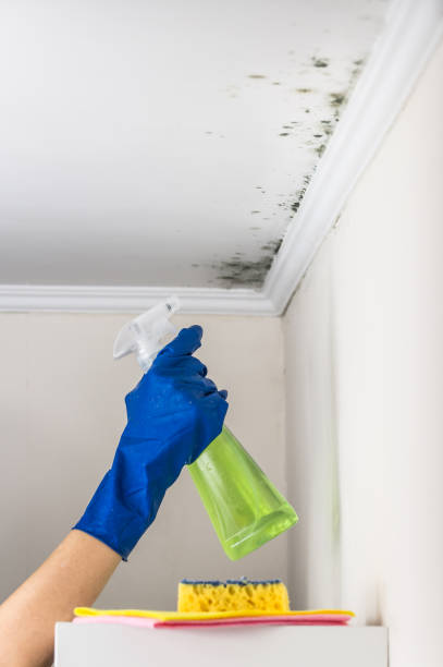 Best Kitchen Mold Remediation in Pottsville, PA